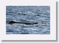 Dominica06 - 060 * Sperm Whales from KHATTS whale watching trip. The activity of resting on the surface is called logging. * Sperm Whales from KHATTS whale watching trip. The activity of resting on the surface is called logging.